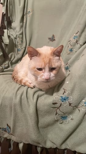 Customer photo review of 5x Blisso Advanced Cat Probiotic (Buy 2 Get 3 Free)