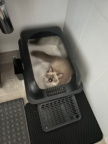 Customer photo review of 3 Month Supply - 1 Cat