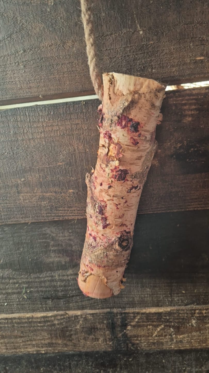 Customer photo review of Knusperholz - limitiert! Der natürliche Knabberspaß für dein Pferd
