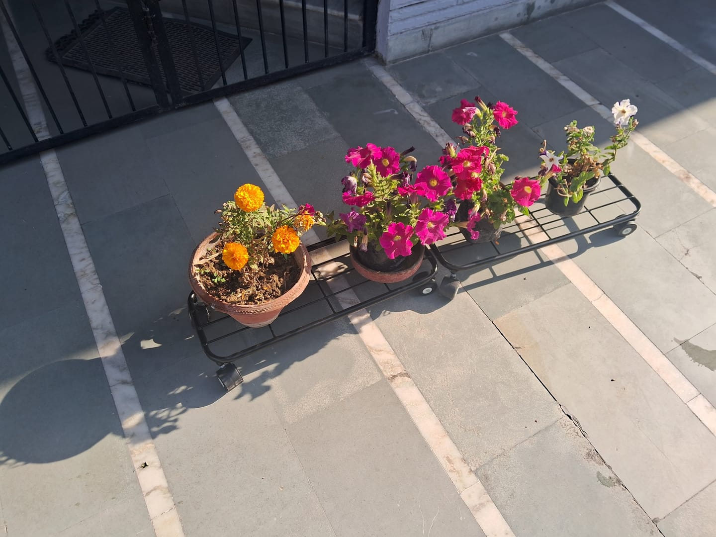 Customer photo review of TryGreen Daze Wheel Rolling Plant Stand for Planters