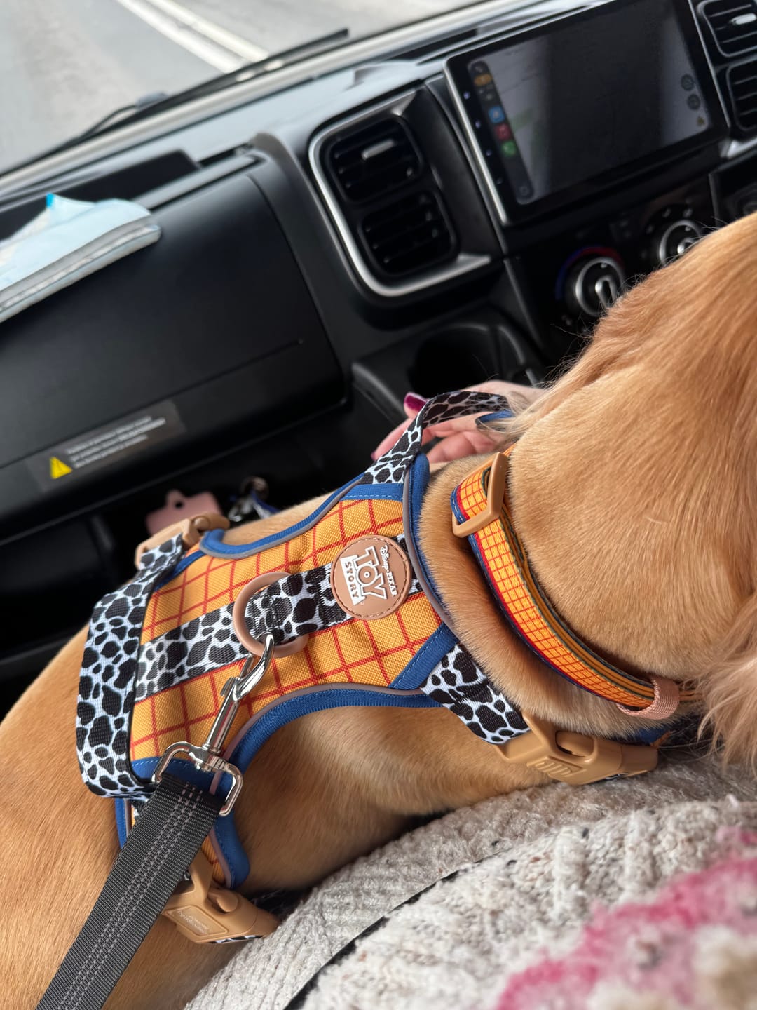 Customer photo review of Disney© Collar - Woody