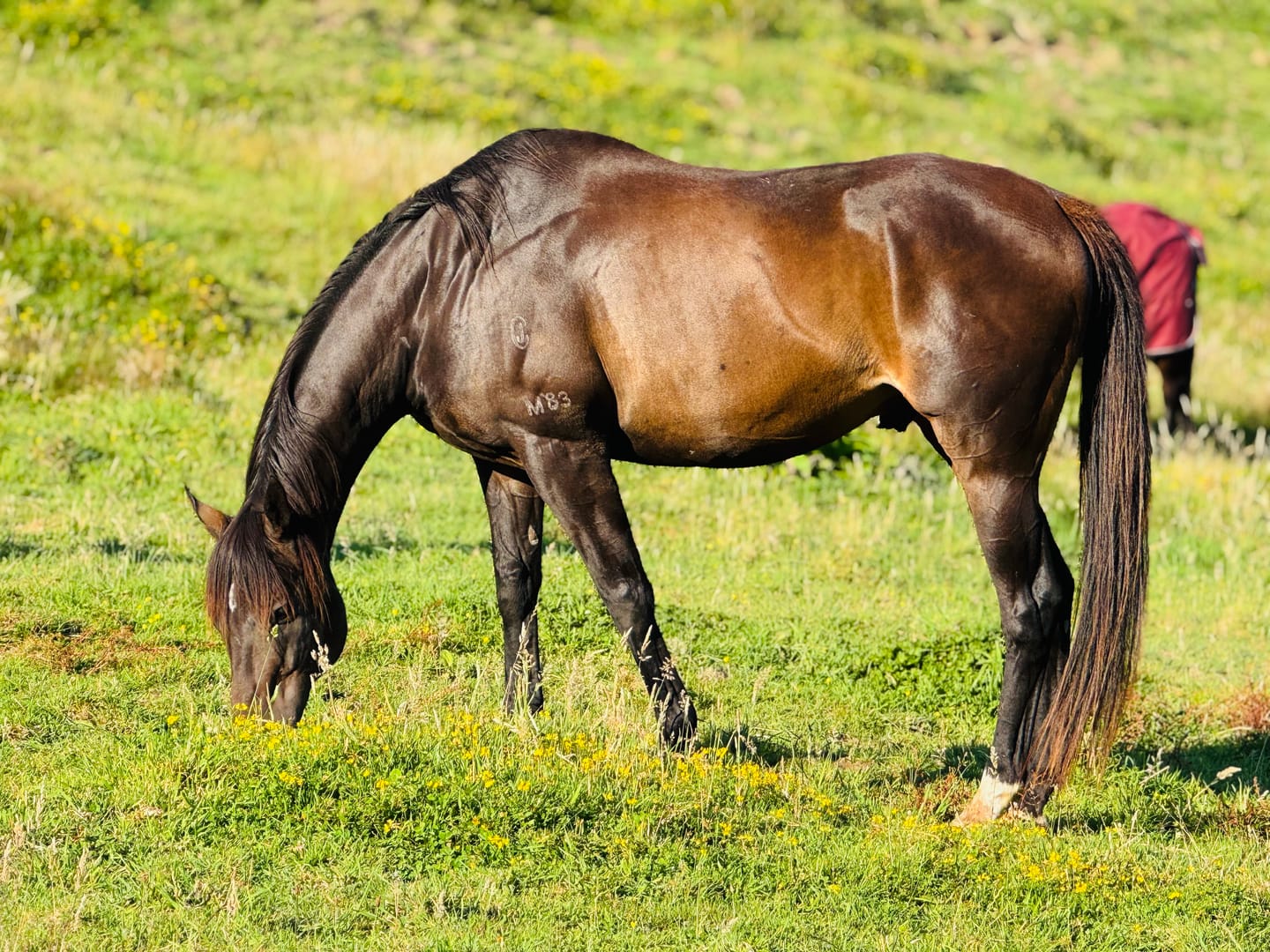 Customer photo review of Digestive EQ