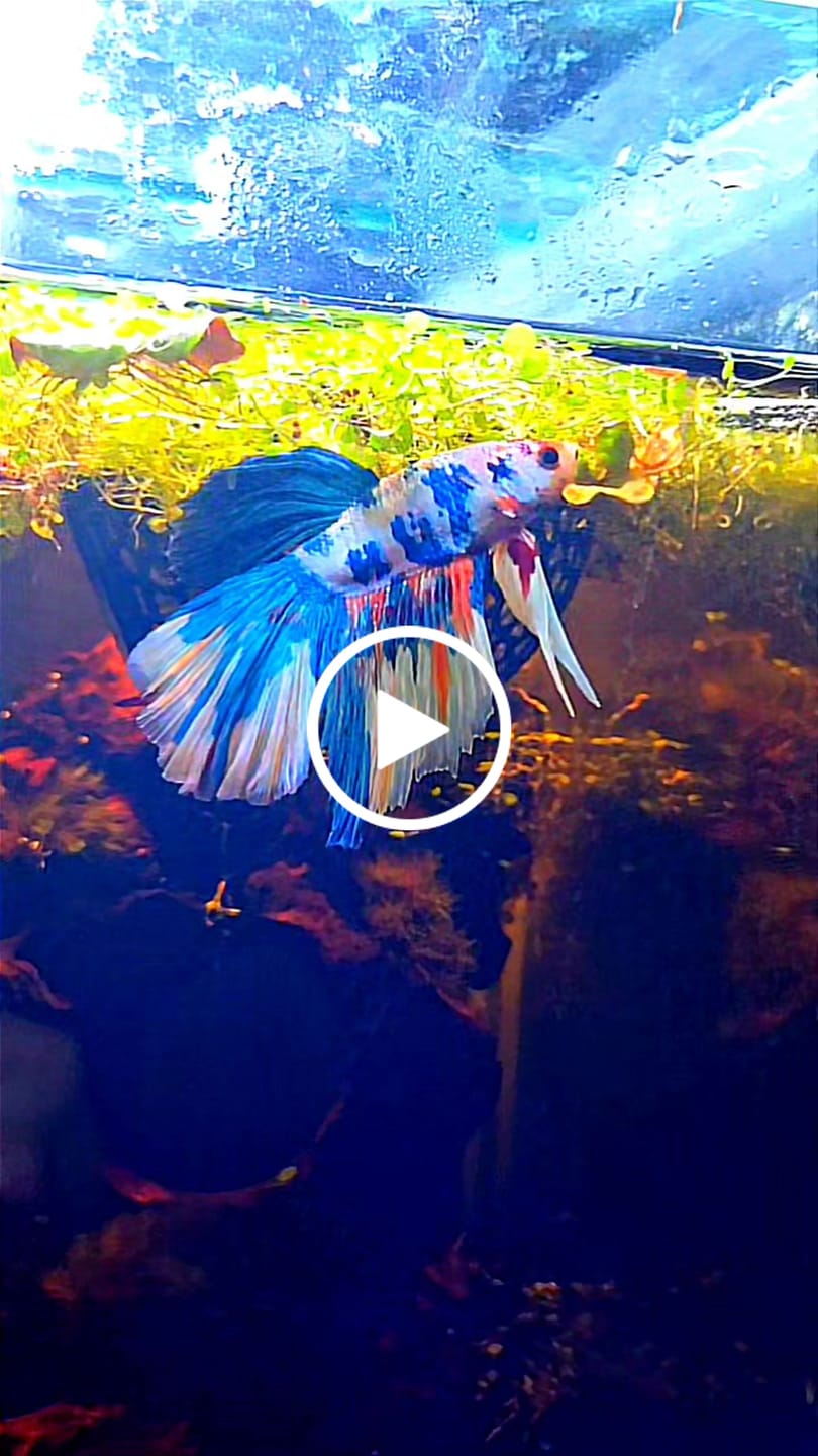 Customer video review of Fancy Halfmoon Male Betta Fish High Grade | Buy 4 Get 1 Free | Mystery Betta