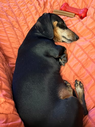 Customer photo review of MarshMellow Comforter