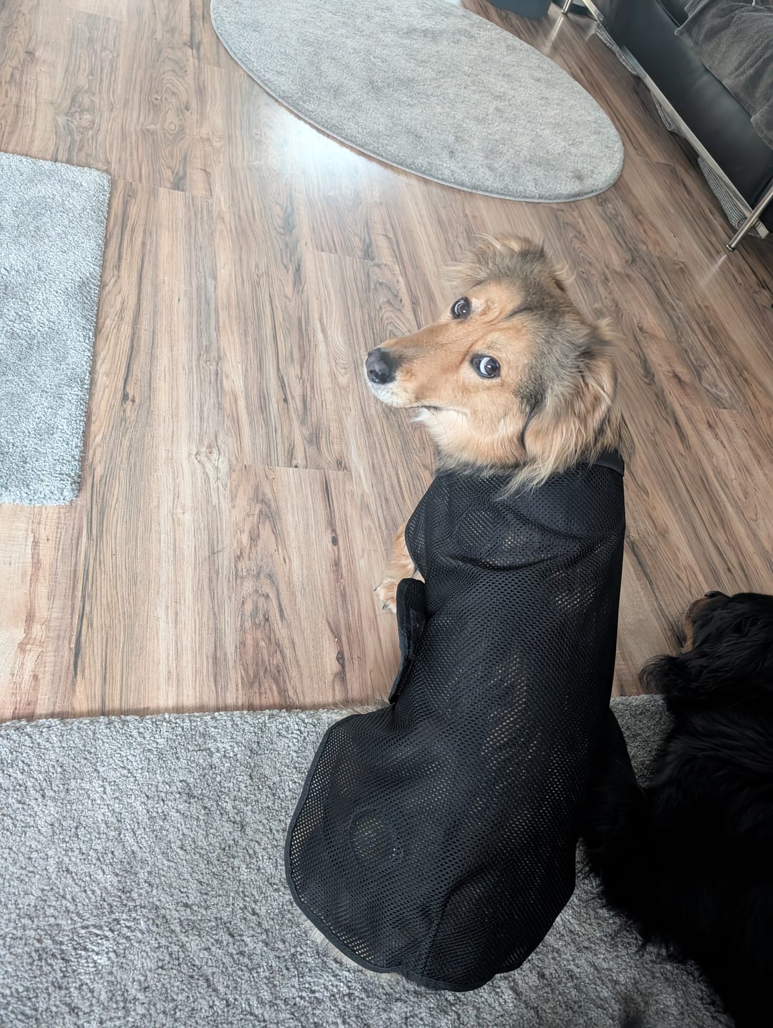 Customer photo review of TORPOL® Magnetfeld Hundedecke