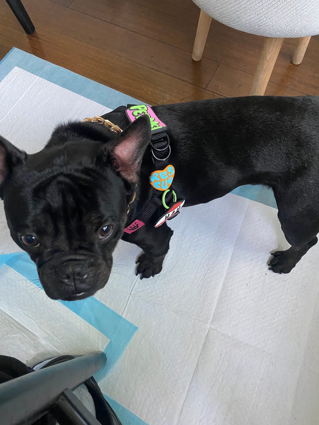 Customer photo review of Rescue Orange Jiby Dog Charm