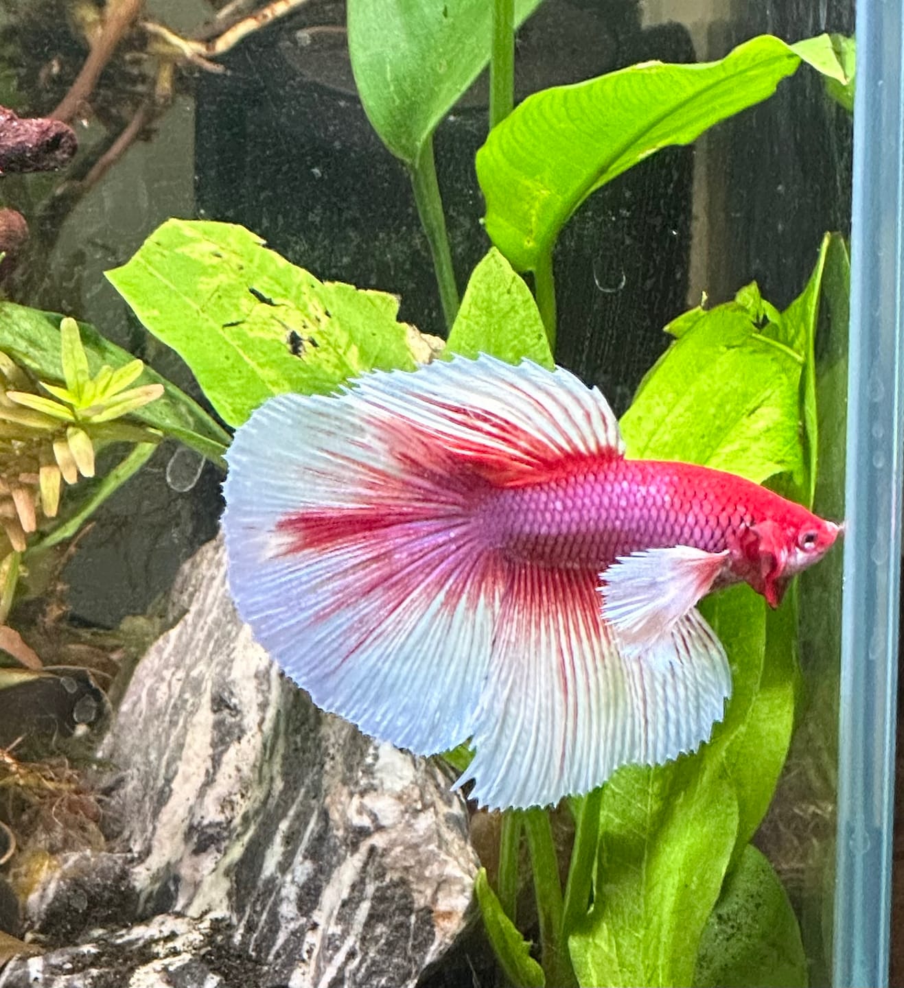 Customer photo review of Dumbo Lavender Halfmoon Male Betta Fish