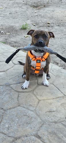 Customer photo review of Training Anti Pull TRI-Harness® | M-XL Breeds - Orange