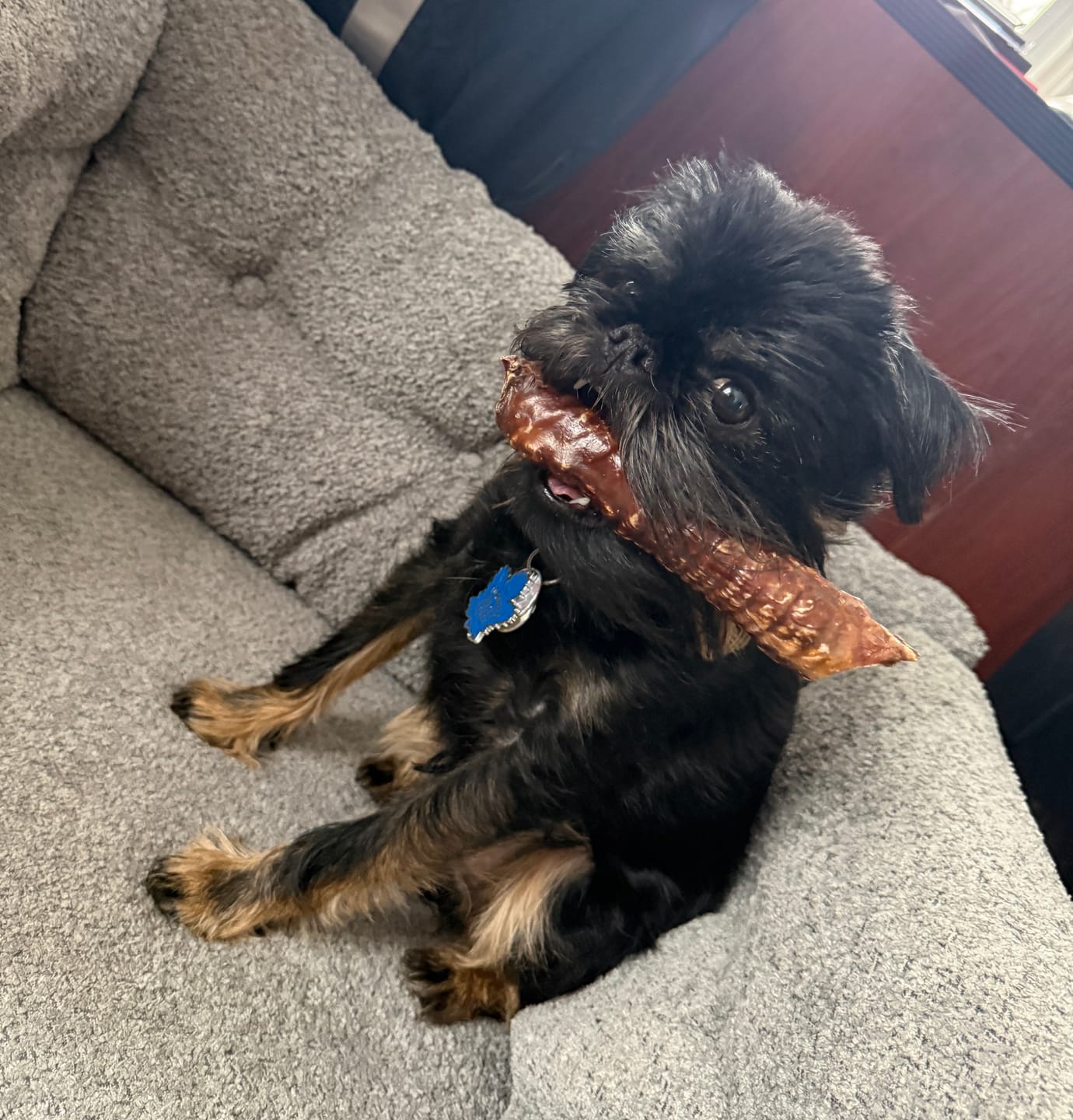 Customer photo review of 6 Inch Trachea Wrapped in Jerky