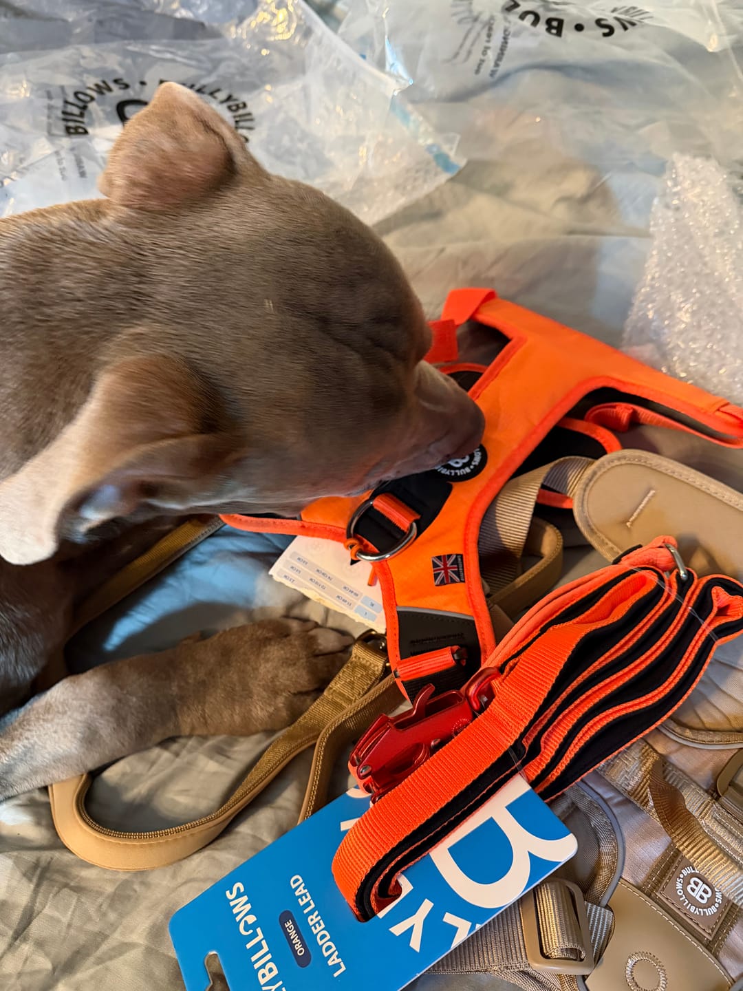 Customer photo review of Anti Pull Hurricane Harness Lighter | With Handle - Orange