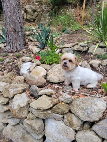Photo d'un client montrant son petit chien, Nougat, alerte et heureux dans le jardin.