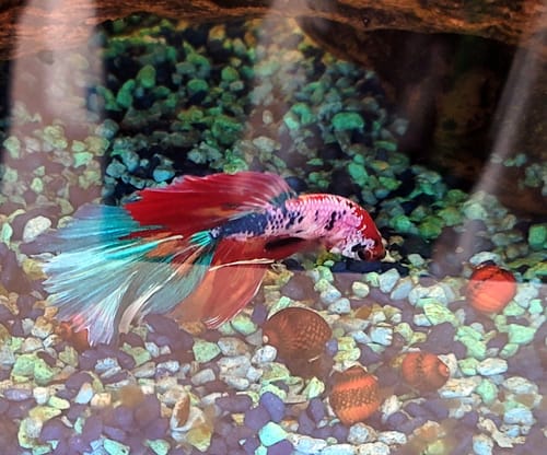 Customer photo review of Red Racer Nerite Snail | Striking Red Shell Pattern