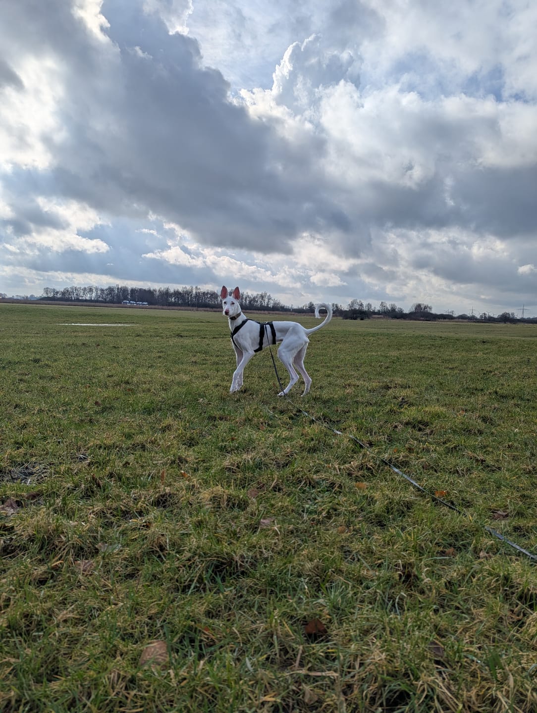 Customer photo review of Sicherheitsgeschirr FUN "Mountain Green"