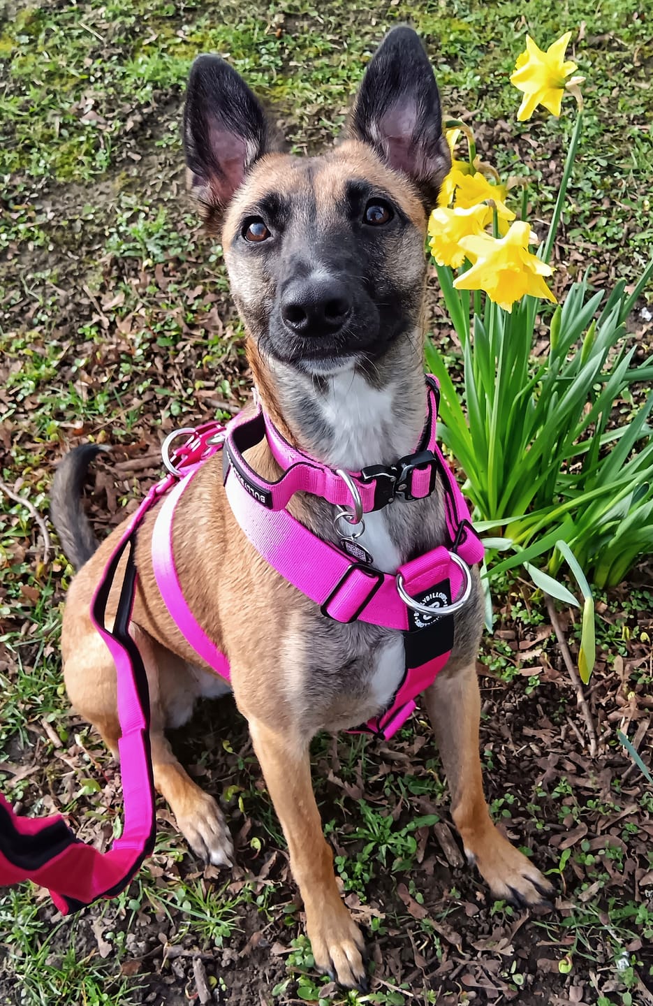 Customer photo review of Training Anti Pull TRI-Harness® | M-XL Breeds - Magenta