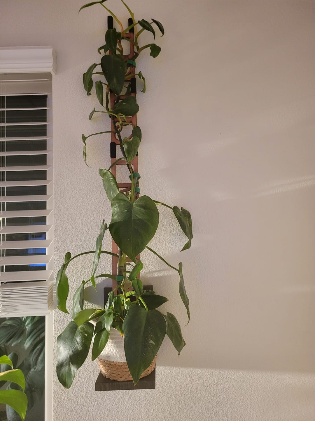 Customer photo review of Stella - Modular ladder support