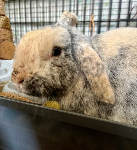 Customer's adorable lop-eared rabbit, who enjoys using the Woven Play Tunnel.