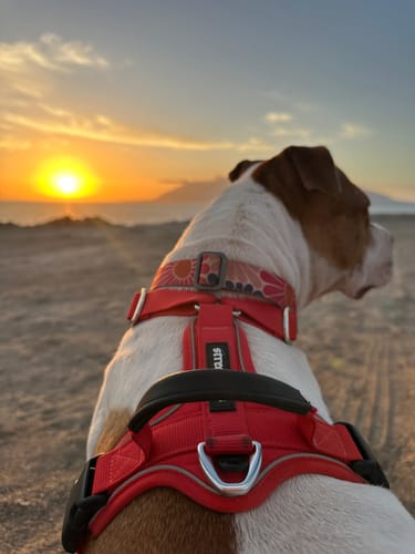 Customer photo review of Arnés Aerosport para Perros - Street Dogs - Red