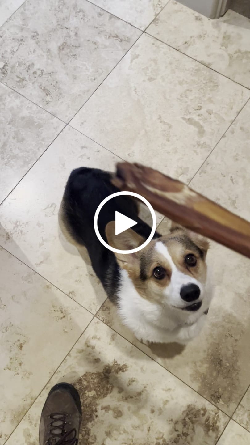 Customer video review of 12 Inch Jumbo Bully Sticks