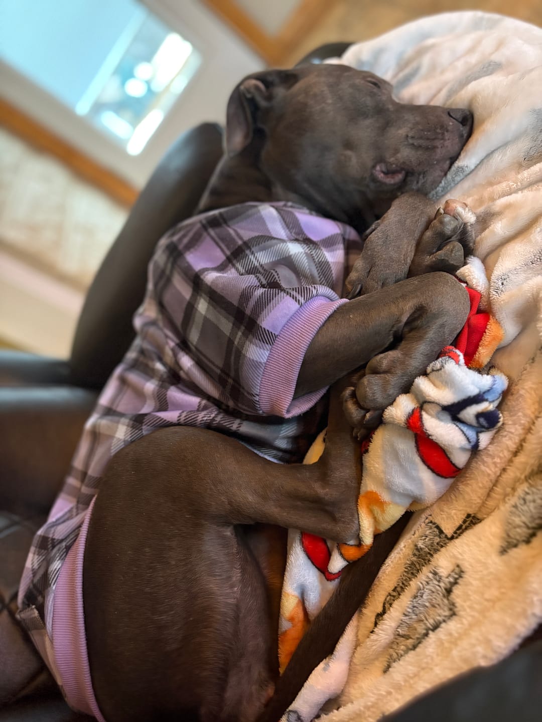 Customer photo review of Plaid Dog Hoodies