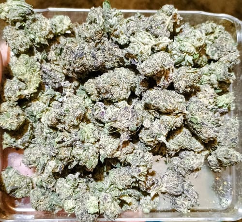 Customer photo review of Boutique Exotics White Nerds Mediums - Bulk Mediums - Hybrid