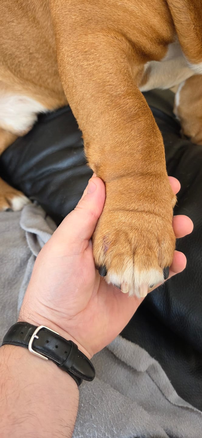 Customer photo review of Anti-Itch Dog Chews Twin Pack
