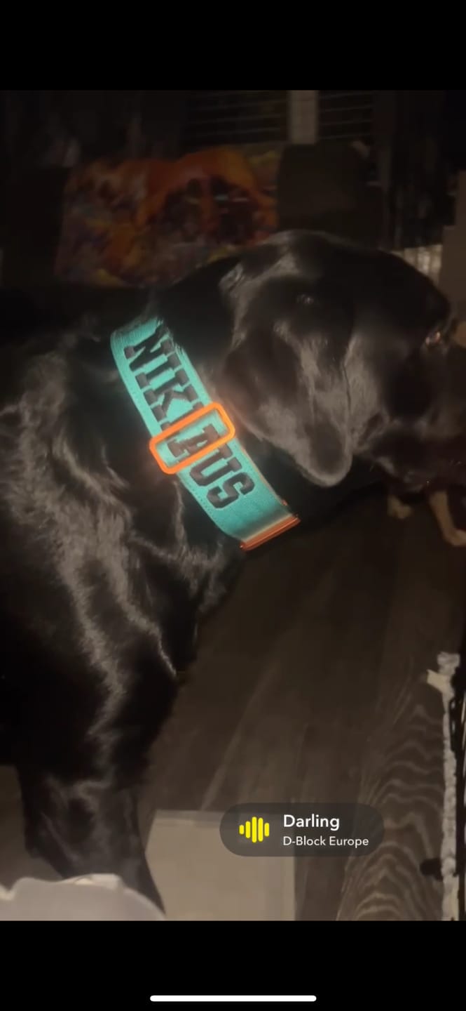 Customer photo review of 1.4m Lighter Swivel Combat Lead | Anti-Tangle & Secure Clip - Turquoise x Orange