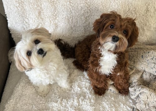 Customer photo review of Iron Paws Premium Dog Supplement