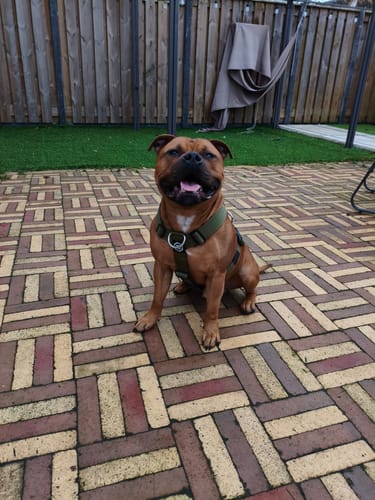 Customer photo review of Training Anti Pull TRI-Harness® | M-XL Breeds - Khaki