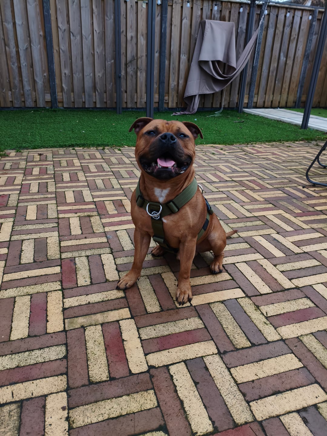 Customer photo review of Training Anti Pull TRI-Harness® | M-XL Breeds - Khaki