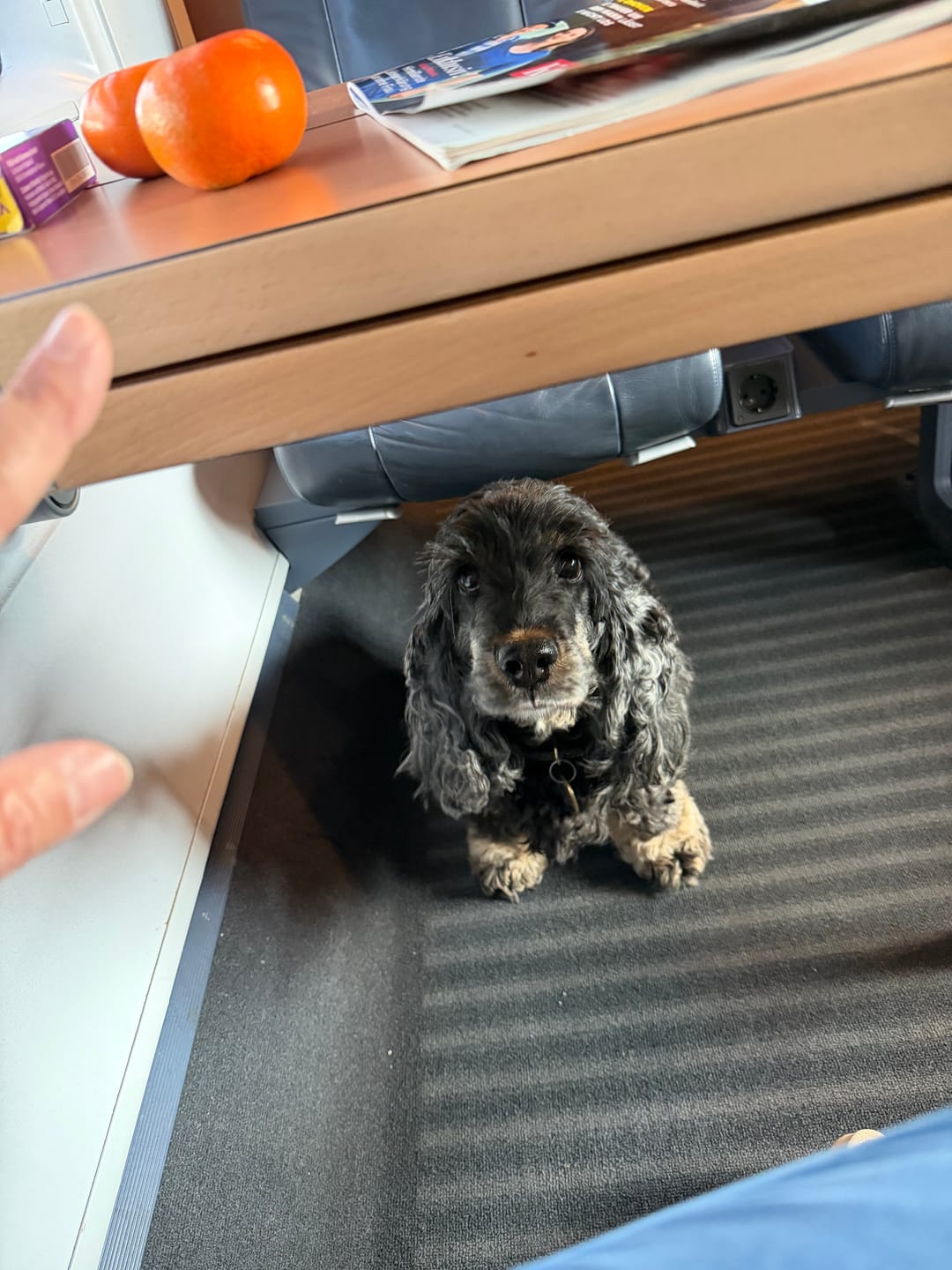Customer photo review of Dentalspray bei Zahnstein für Hunde und Katzen