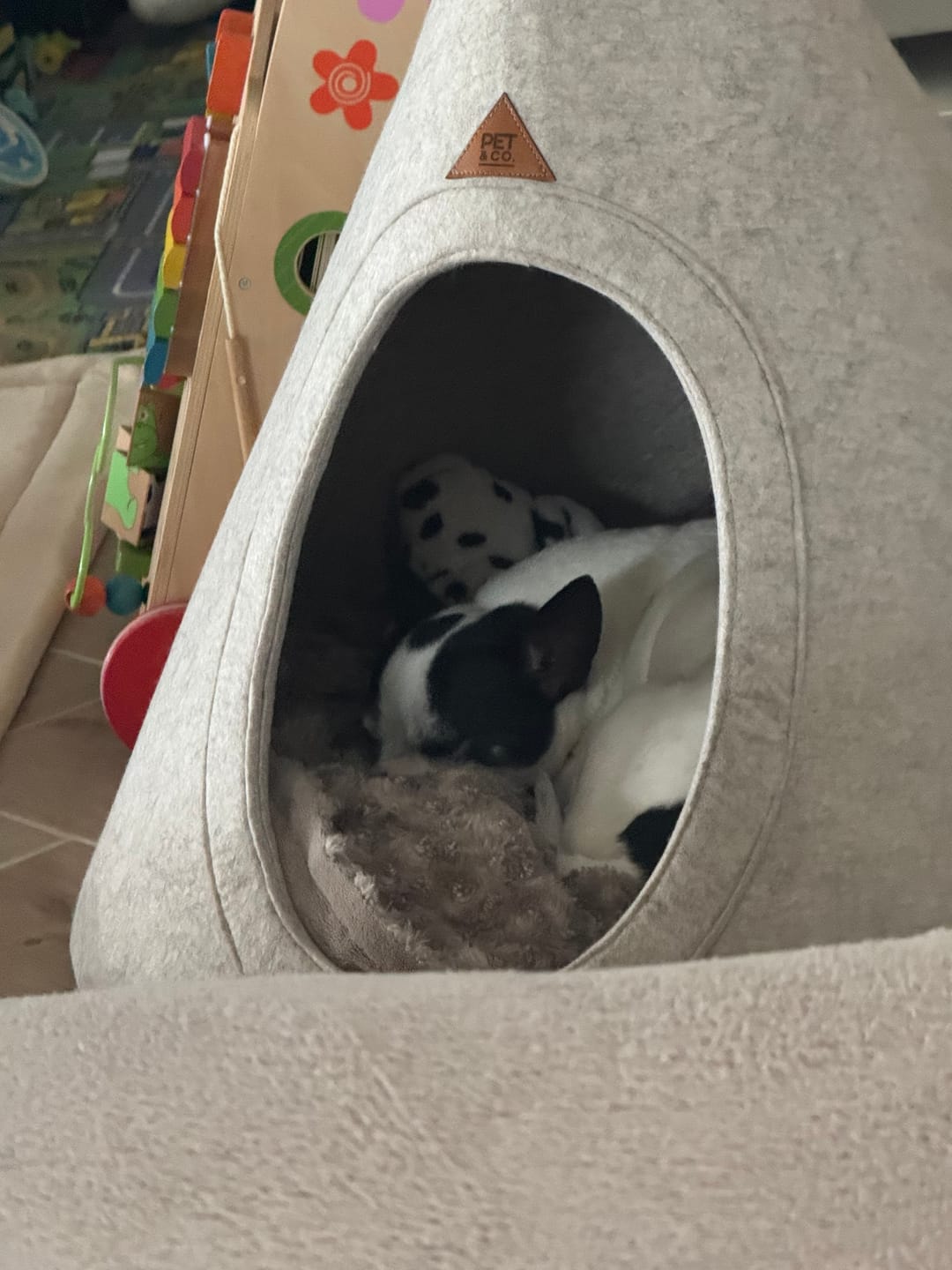 Customer photo review of Tonto - Luxury Dog Tipi