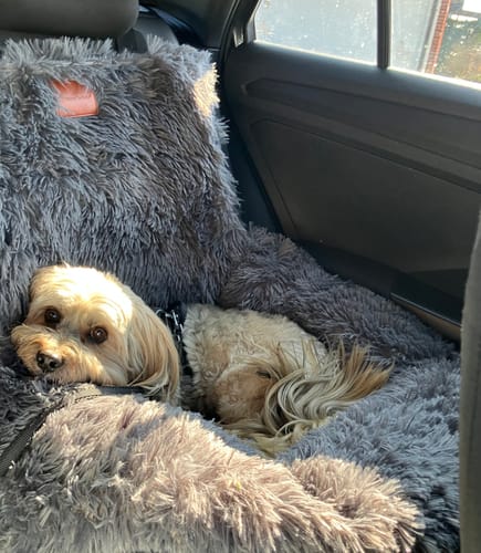 Kundenfoto zeigt zwei kleine Hunde, die sich im grauen, flauschigen Autositz 'Fluffy' auf dem Rücksitz entspannen.