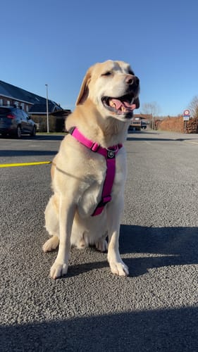 Customer photo review of Training Anti Pull TRI-Harness® | M-XL Breeds - Magenta