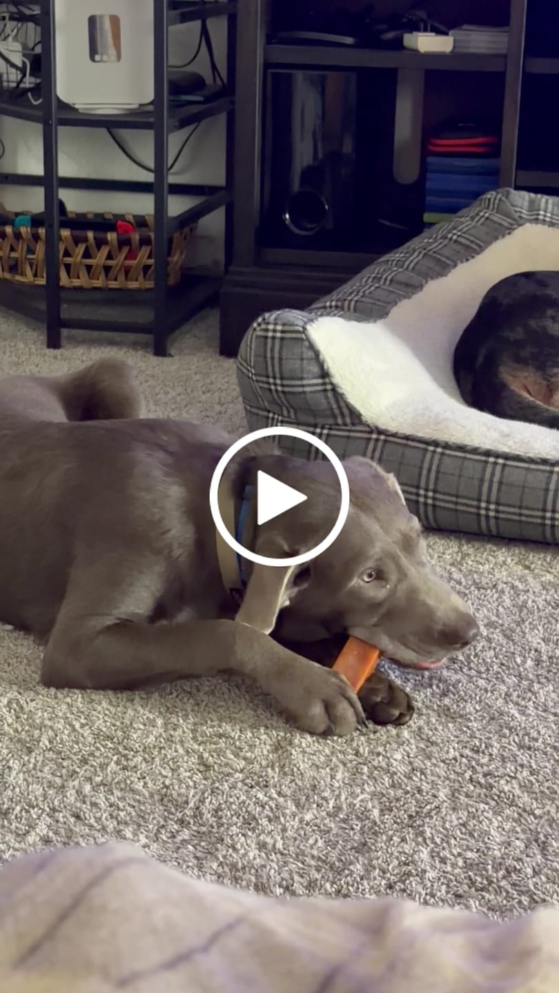 Customer video review of Pumpkin Yak Chews