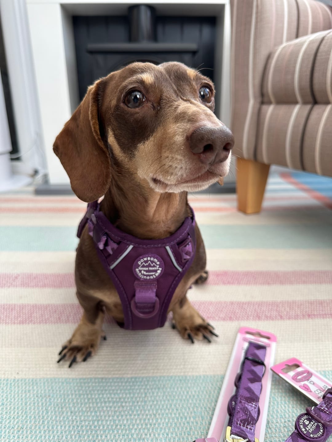 Customer photo review of Tough Trails™ Harness - Walkies Ready® Plum