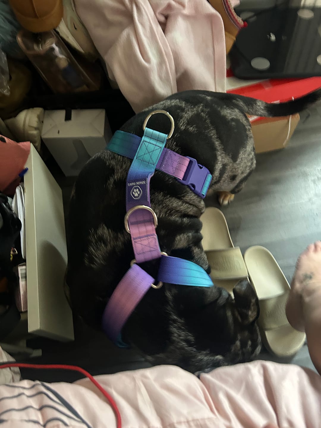 Customer photo review of Leash and Poop Bag Holder Set - 90s Retro