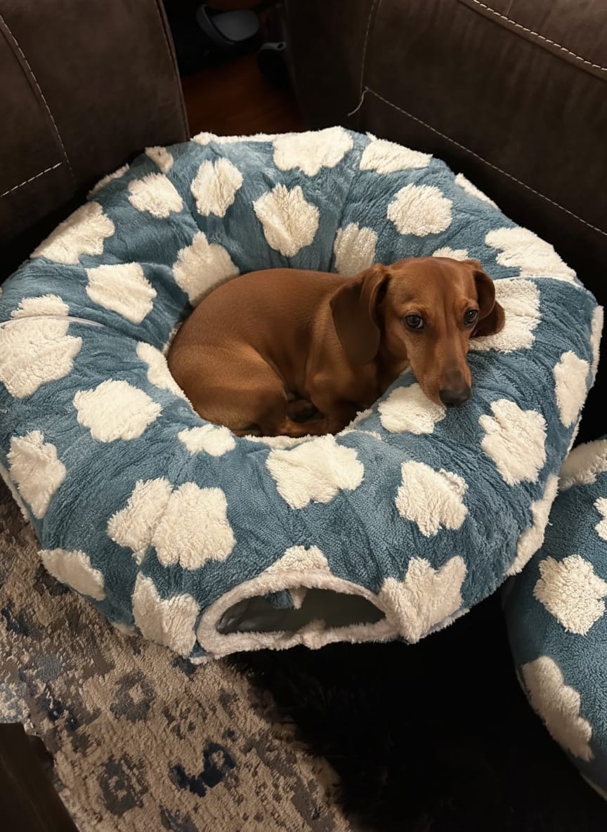 Customer photo review of Dachshund Tunnel Bed