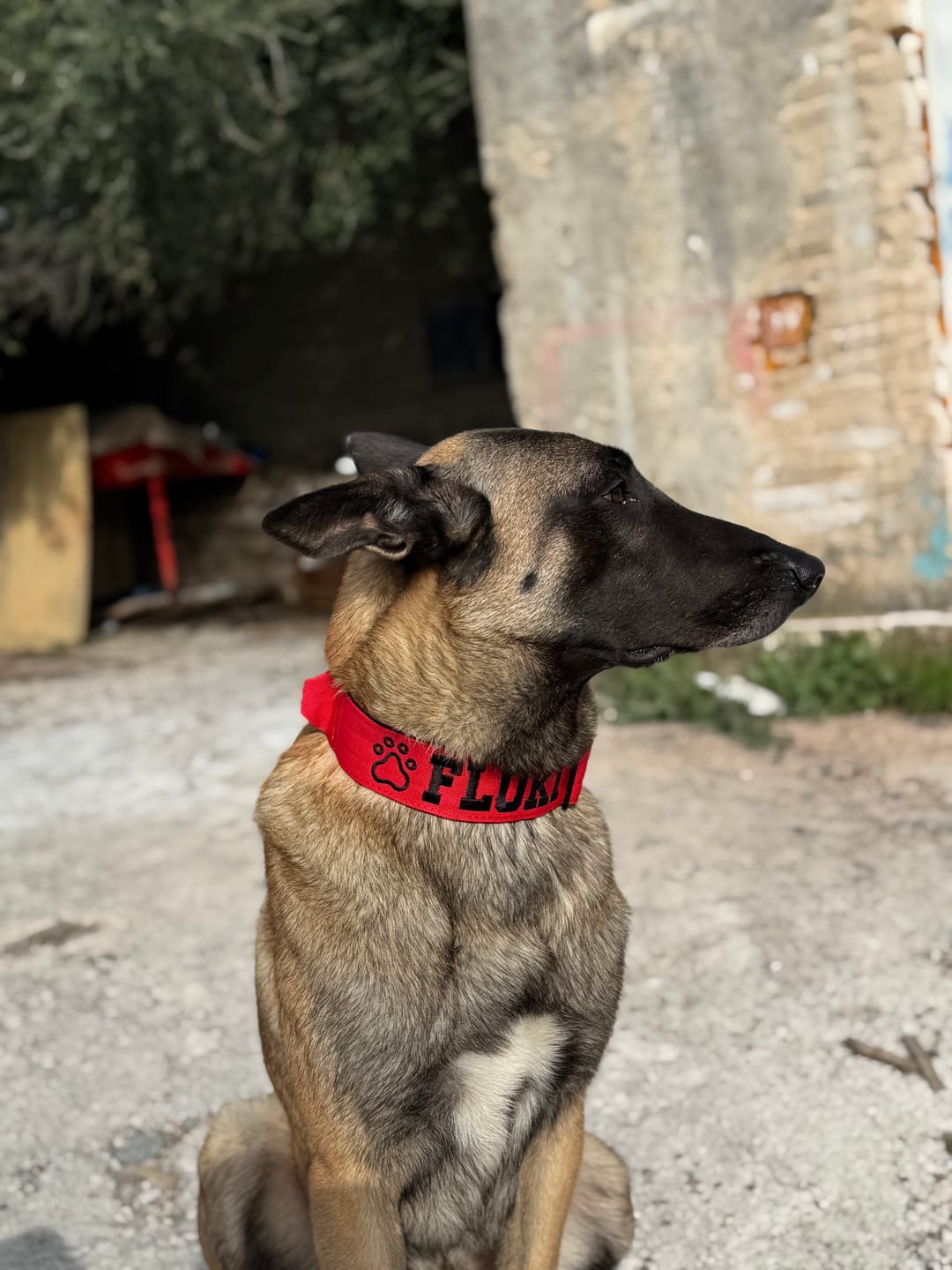 Customer photo review of 5cm Combat® Collar | With Handle & Secure Clip - Red