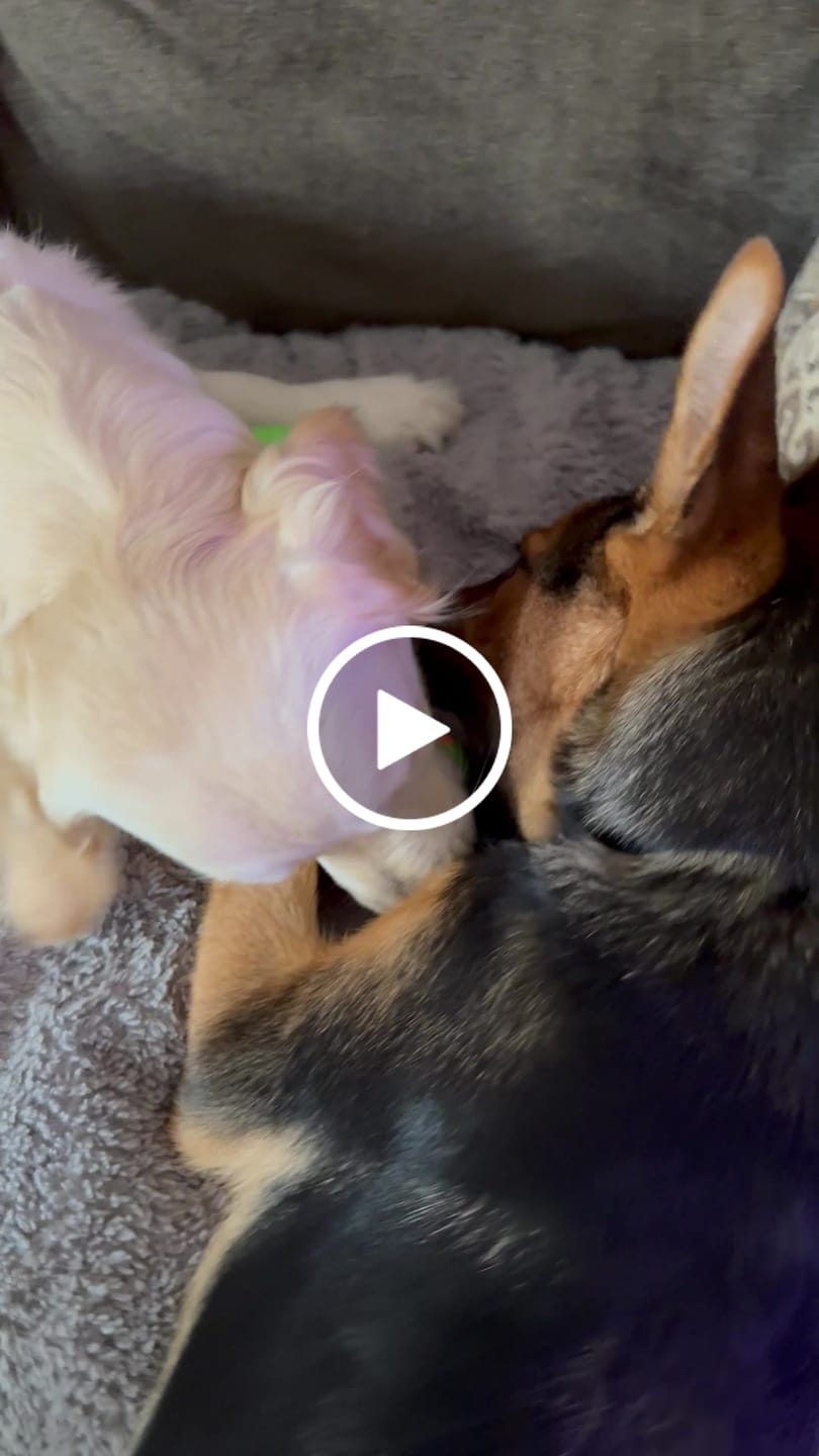 Customer video review of WUNDERball - Best Fetch Toy