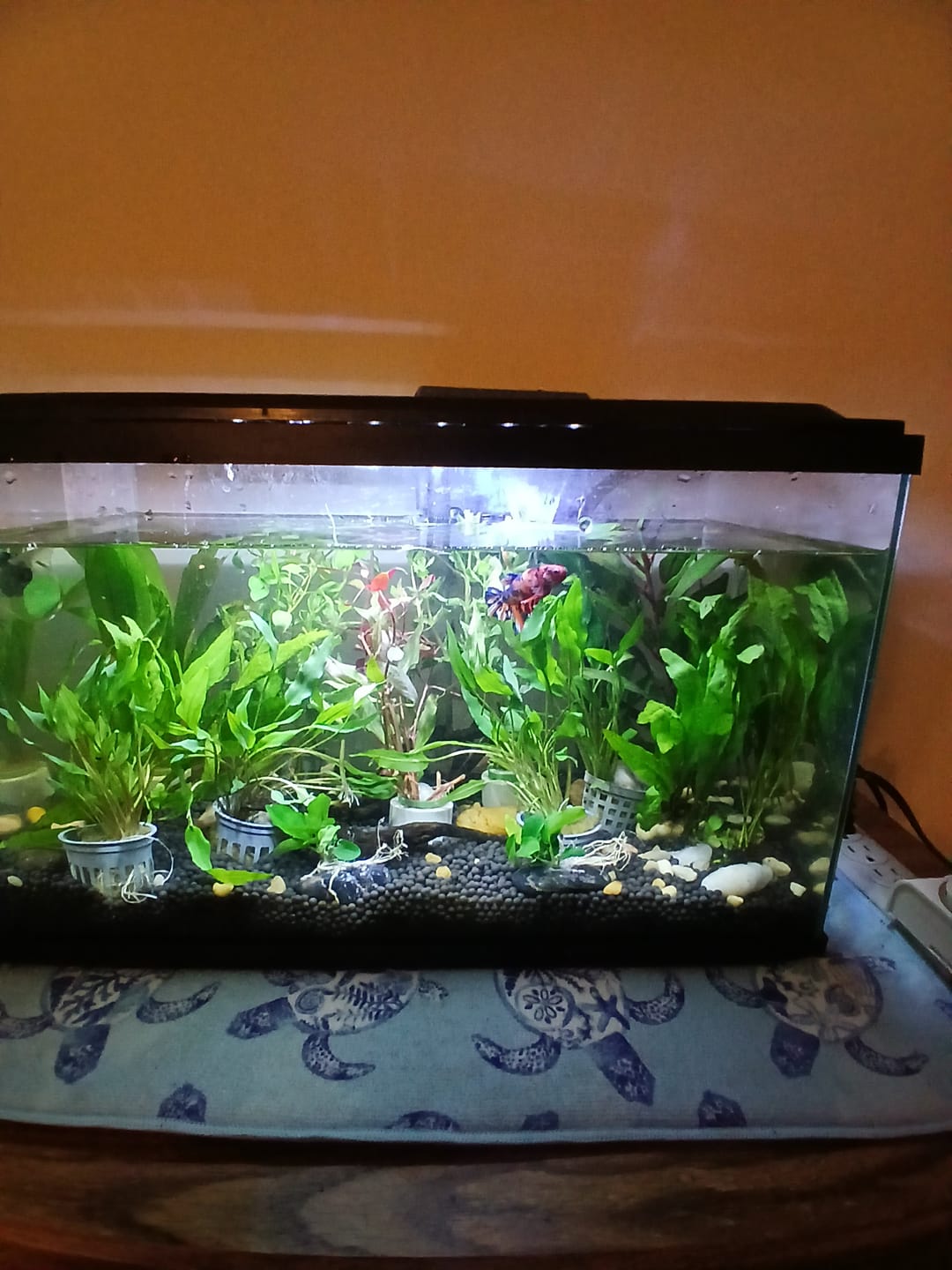 Customer photo review of Cryptocoryne Lutea