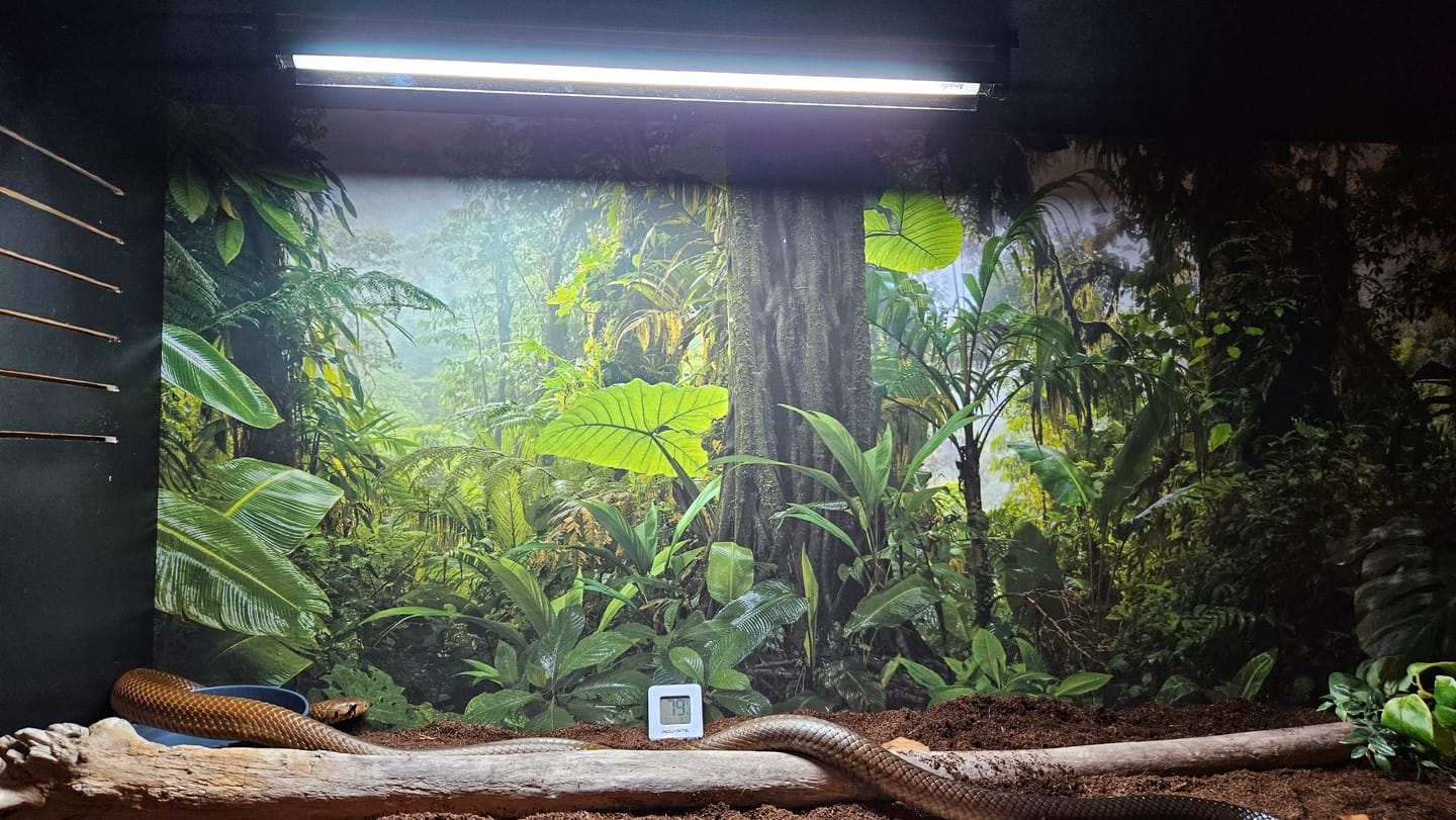Customer photo review of ProT5 UVB Kit 24" with HO 6% Forest Bulb