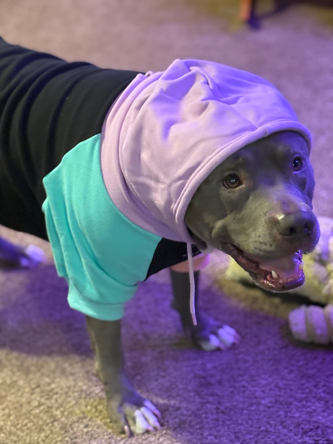Customer photo review of Cyber Punk Dog Hoodie
