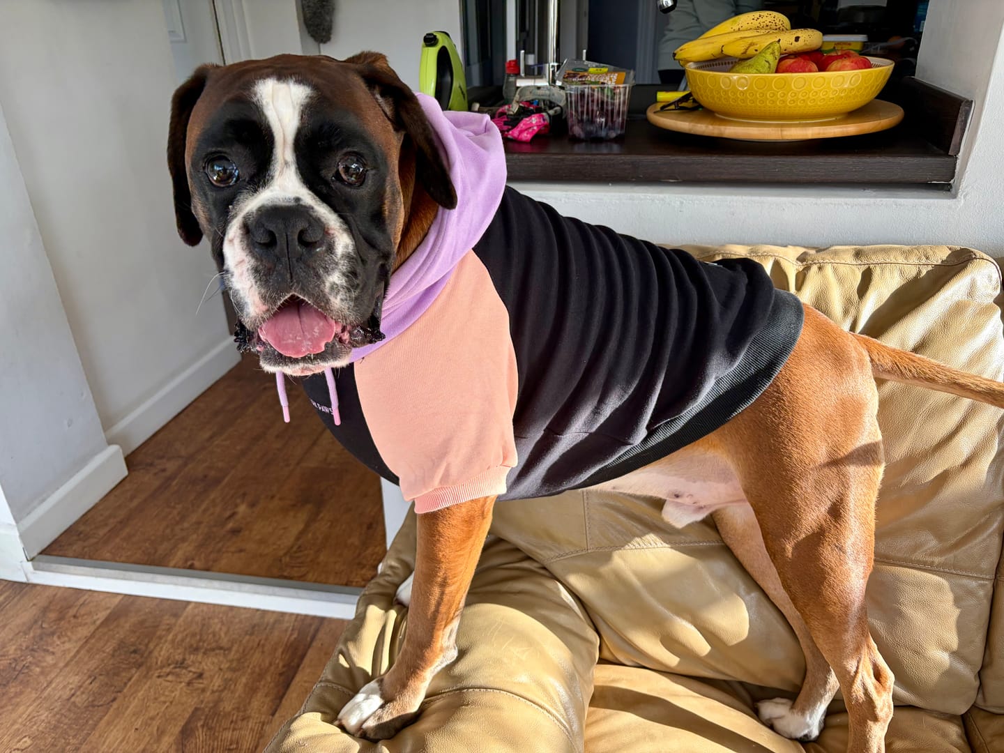 Customer photo review of Dog Hoodie Prints