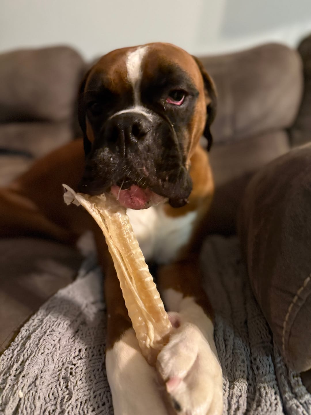 Customer photo review of 12 Inch Beef Trachea