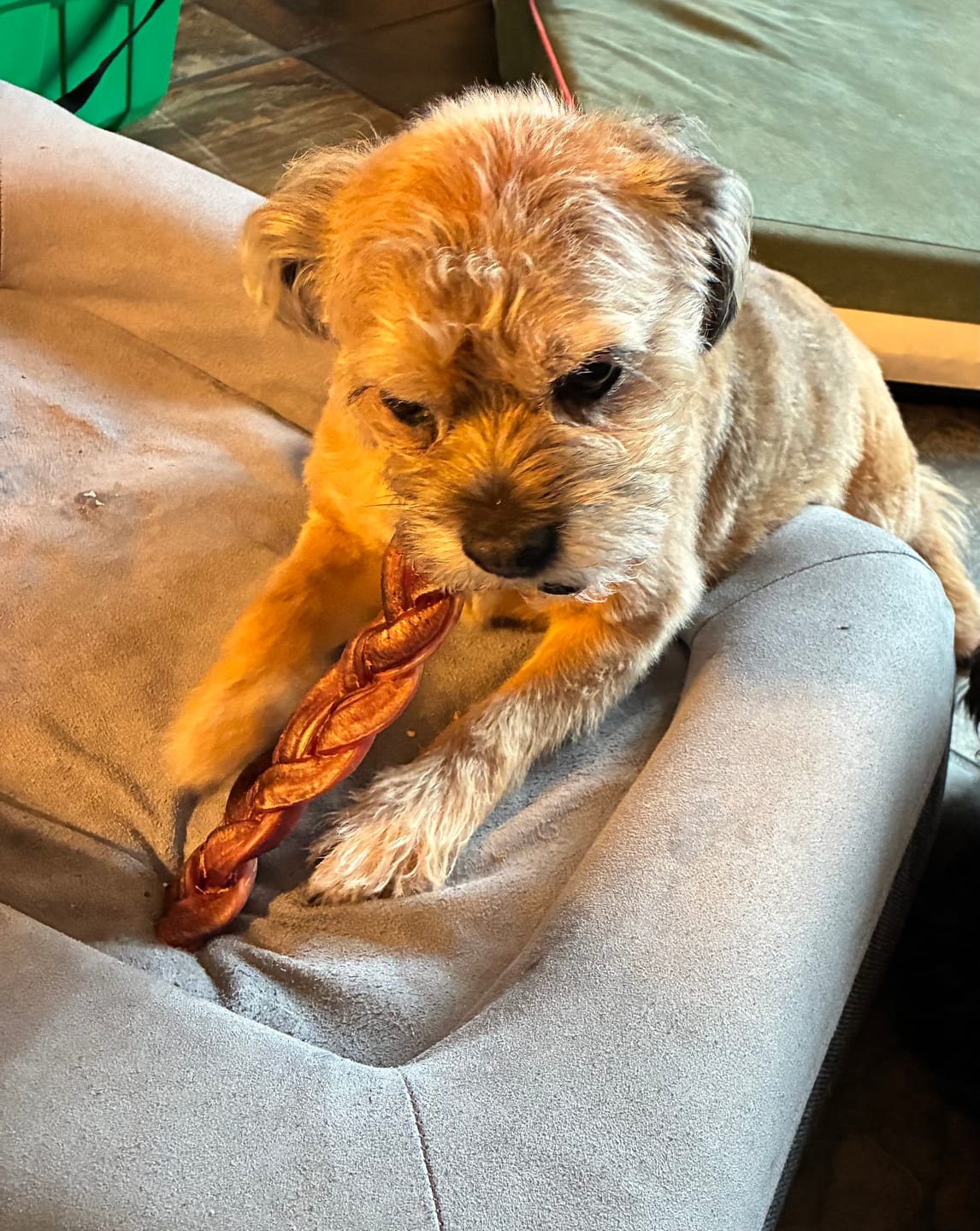 Customer photo review of 12 Inch Jumbo Braided Bully Stick