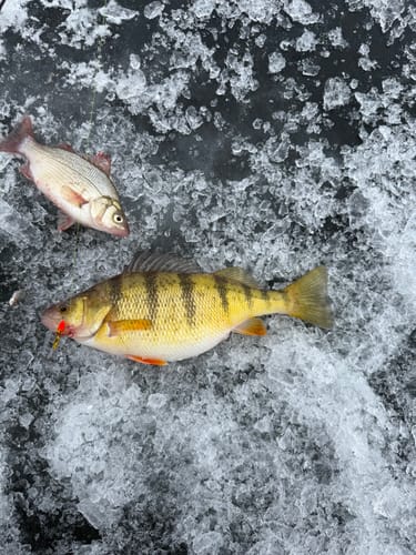 Customer photo review of Pre-Built Carbon Ice Rod