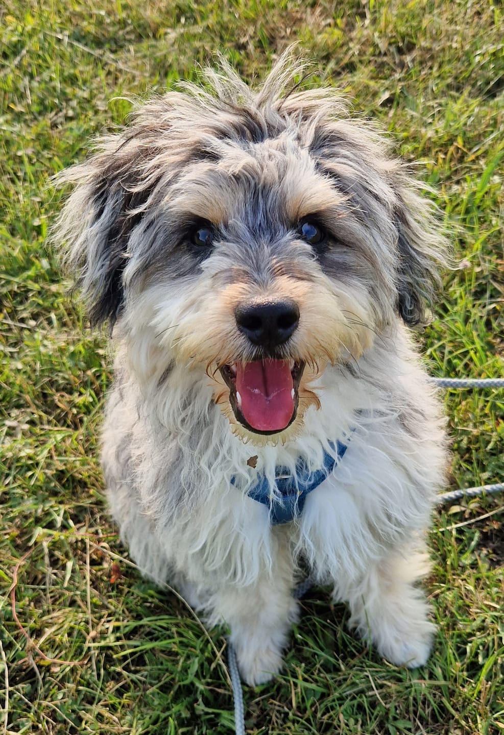 Customer photo review of Wurmtest Pro Hund