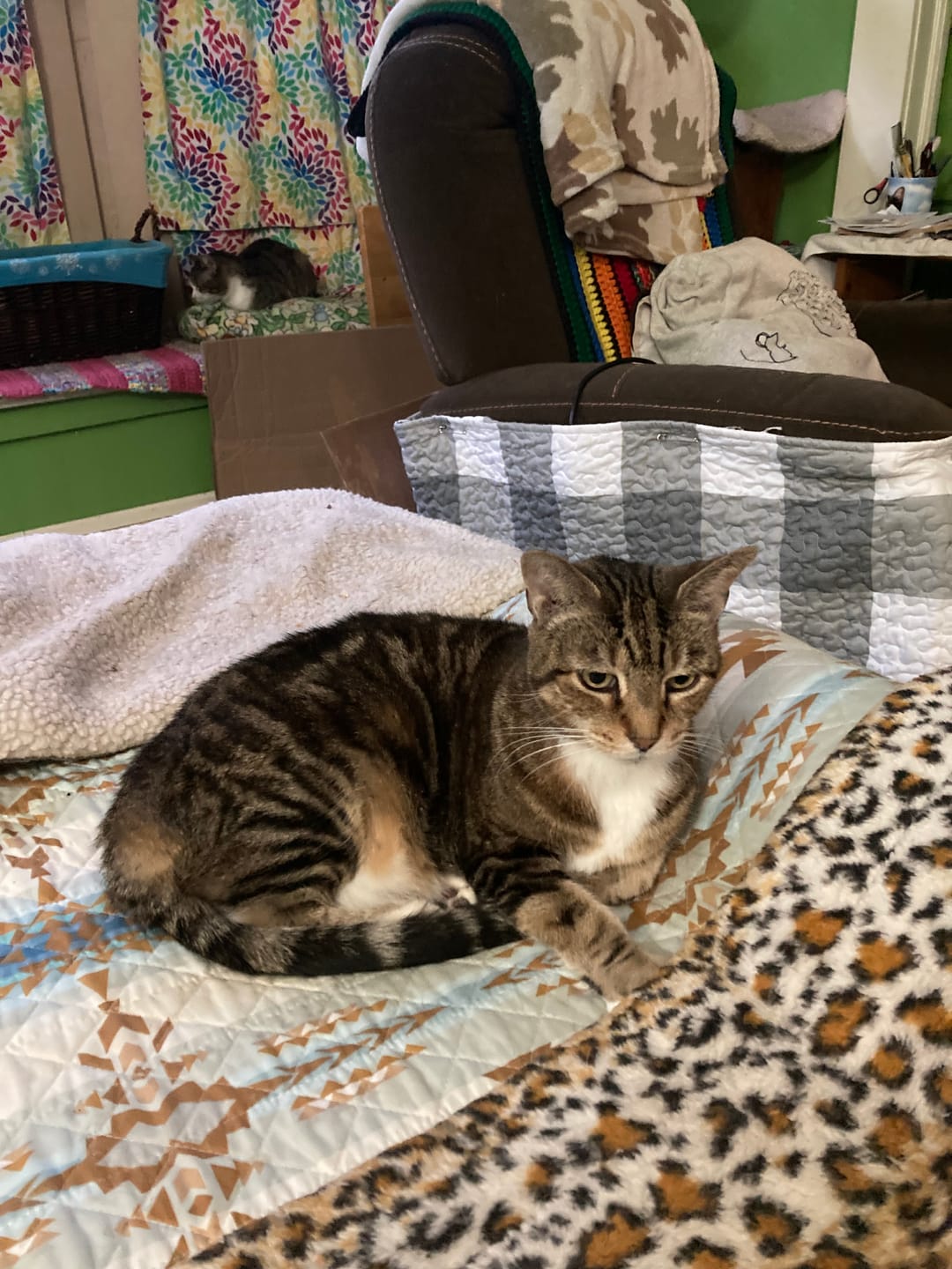 Customer photo review of Cat Cold, Sneezing & Respiratory Support Remedy