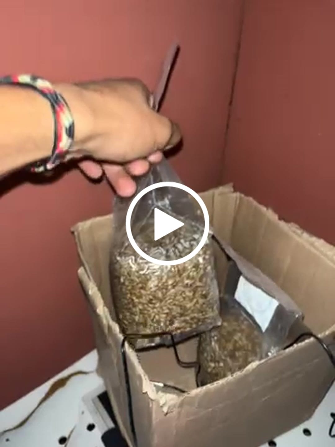 Customer video review of Recarga de Cultivo 160g - Explosiva