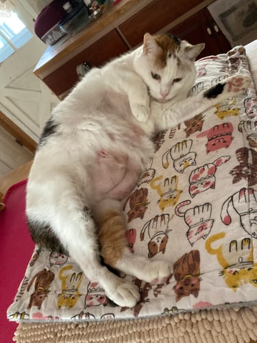 Customer photo review of Blisso Advanced Cat Probiotic